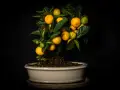 Un bonsai di chinotto, con frutti maturi e acerbi, sembra quasi un chinotto in gravidanza, pronto a donare nuova vita.