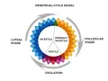Ruota del ciclo mestruale: la fase luteinica, dopo l'ovulazione, è indicata con numeri blu e significa che si è infertili.