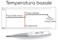 Grafico della temperatura basale prima del ciclo, mostra la fase follicolare, ovulazione e fase luteale. Sotto, un termometro digitale.