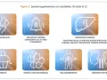 Icone indicano quando usare didrogyl gocce: osteomalacia, carenza Vit D, epato/nefropatie, obesità, malassorbimento, terapia steroidea.