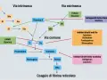 Schema coagulazione: Lixiana (rivaroxaban) è un inibitore diretto anti-Xa, che blocca la via comune della coagulazione.