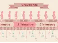 Grafico della gravidanza: 7 mesi corrispondono a circa 30 settimane, mostrando la crescita del feto e i trimestri.