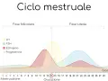 Grafico del ciclo mestruale: il valore del progesterone aumenta dopo l'ovulazione, fondamentale per l'attecchimento.