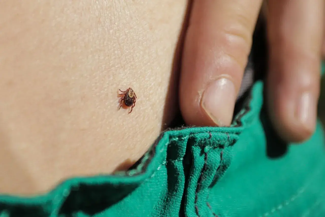 Una zecca è attaccata alla pelle, vicino a un lembo di tessuto verde. La puntura di zecca è un rischio da non sottovalutare.