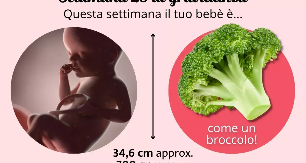 A 25 settimane di gravidanza, il tuo bebè è grande come un broccolo, lungo circa 34,6 cm e pesa 700 gr.