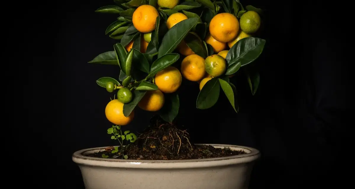 Un bonsai di chinotto, con frutti maturi e acerbi, sembra quasi un chinotto in gravidanza, pronto a donare nuova vita.