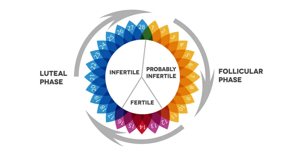 Ruota del ciclo mestruale: la fase luteinica, dopo l'ovulazione, è indicata con numeri blu e significa che si è infertili.