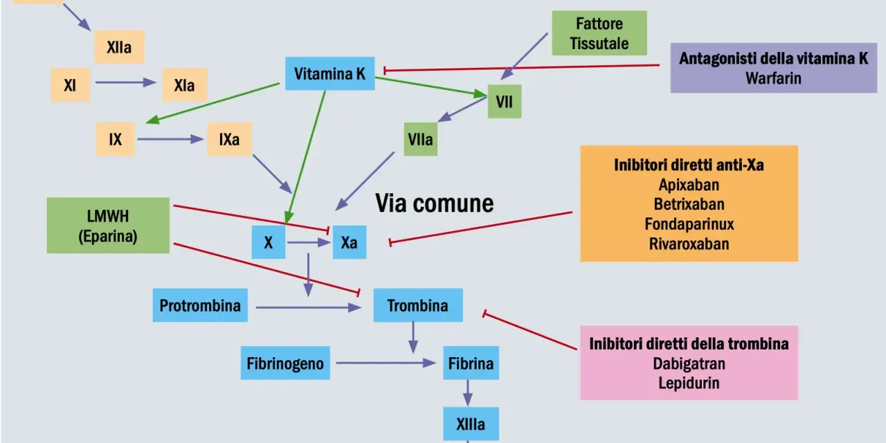 Schema coagulazione: Lixiana (rivaroxaban) è un inibitore diretto anti-Xa, che blocca la via comune della coagulazione.