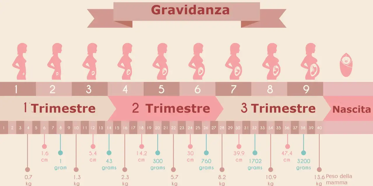 Grafico della gravidanza: 7 mesi corrispondono a circa 30 settimane, mostrando la crescita del feto e i trimestri.