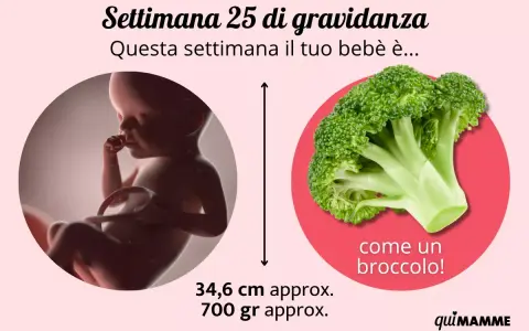 A 25 settimane di gravidanza, il tuo bebè è grande come un broccolo, lungo circa 34,6 cm e pesa 700 gr.