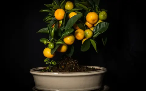 Un bonsai di chinotto, con frutti maturi e acerbi, sembra quasi un chinotto in gravidanza, pronto a donare nuova vita.