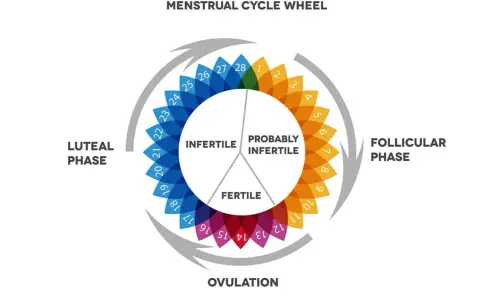 Ruota del ciclo mestruale: la fase luteinica, dopo l'ovulazione, è indicata con numeri blu e significa che si è infertili.