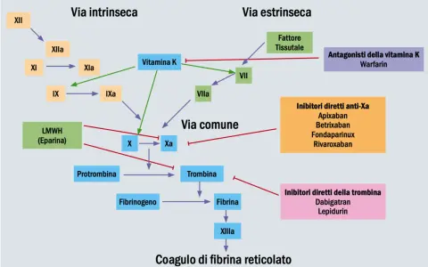 Schema coagulazione: Lixiana (rivaroxaban) è un inibitore diretto anti-Xa, che blocca la via comune della coagulazione.