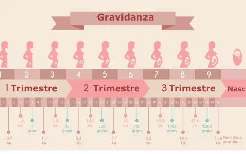 Grafico della gravidanza: 7 mesi corrispondono a circa 30 settimane, mostrando la crescita del feto e i trimestri.