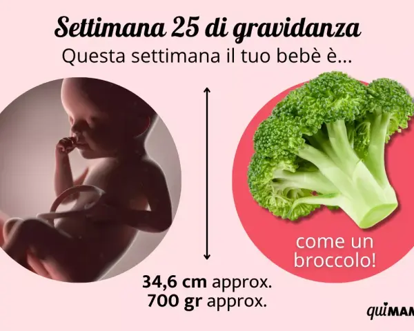 A 25 settimane di gravidanza, il tuo bebè è grande come un broccolo, lungo circa 34,6 cm e pesa 700 gr.