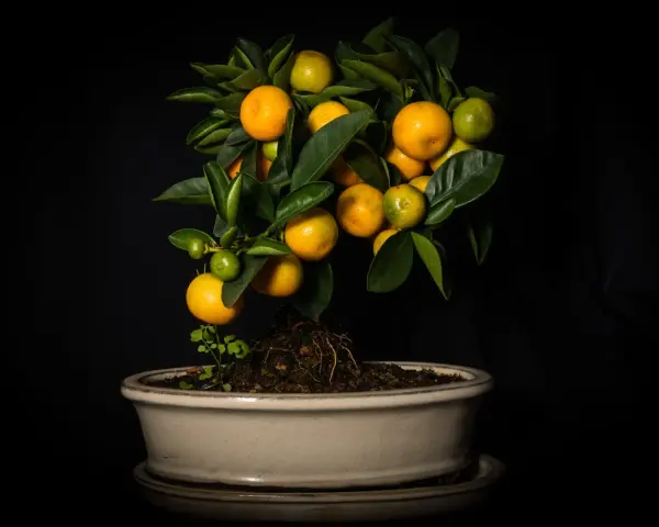 Un bonsai di chinotto, con frutti maturi e acerbi, sembra quasi un chinotto in gravidanza, pronto a donare nuova vita.