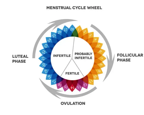 Ruota del ciclo mestruale: la fase luteinica, dopo l'ovulazione, è indicata con numeri blu e significa che si è infertili.
