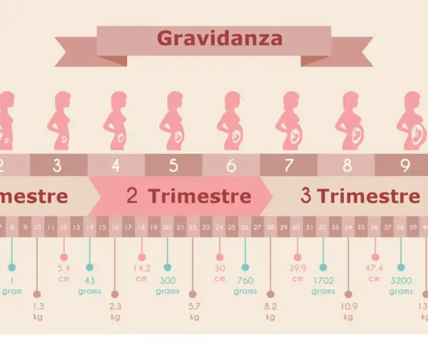 Grafico della gravidanza: 7 mesi corrispondono a circa 30 settimane, mostrando la crescita del feto e i trimestri.