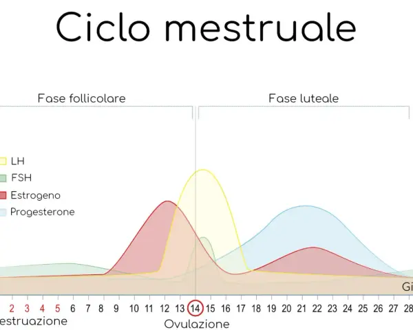 Grafico del ciclo mestruale: il valore del progesterone aumenta dopo l'ovulazione, fondamentale per l'attecchimento.