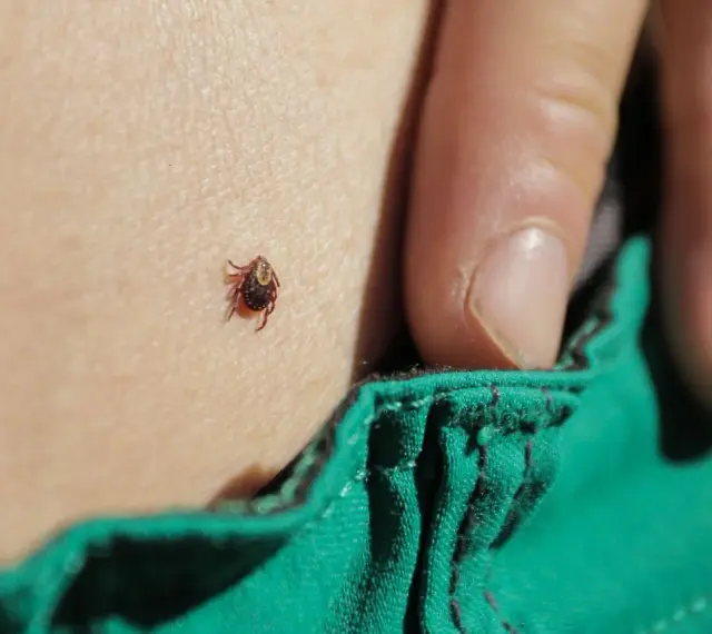 Una zecca è attaccata alla pelle, vicino a un lembo di tessuto verde. La puntura di zecca è un rischio da non sottovalutare.