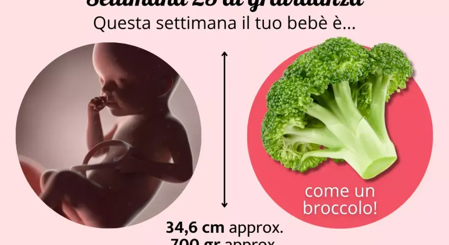 A 25 settimane di gravidanza, il tuo bebè è grande come un broccolo, lungo circa 34,6 cm e pesa 700 gr.