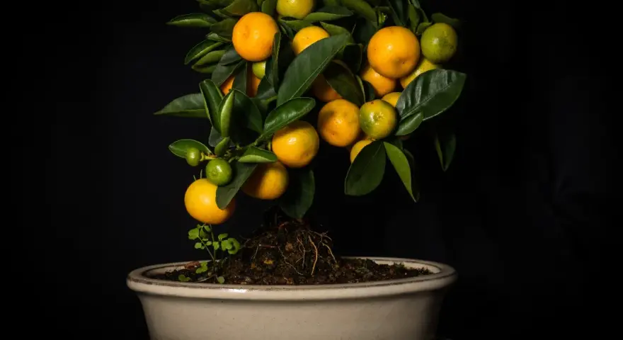 Un bonsai di chinotto, con frutti maturi e acerbi, sembra quasi un chinotto in gravidanza, pronto a donare nuova vita.