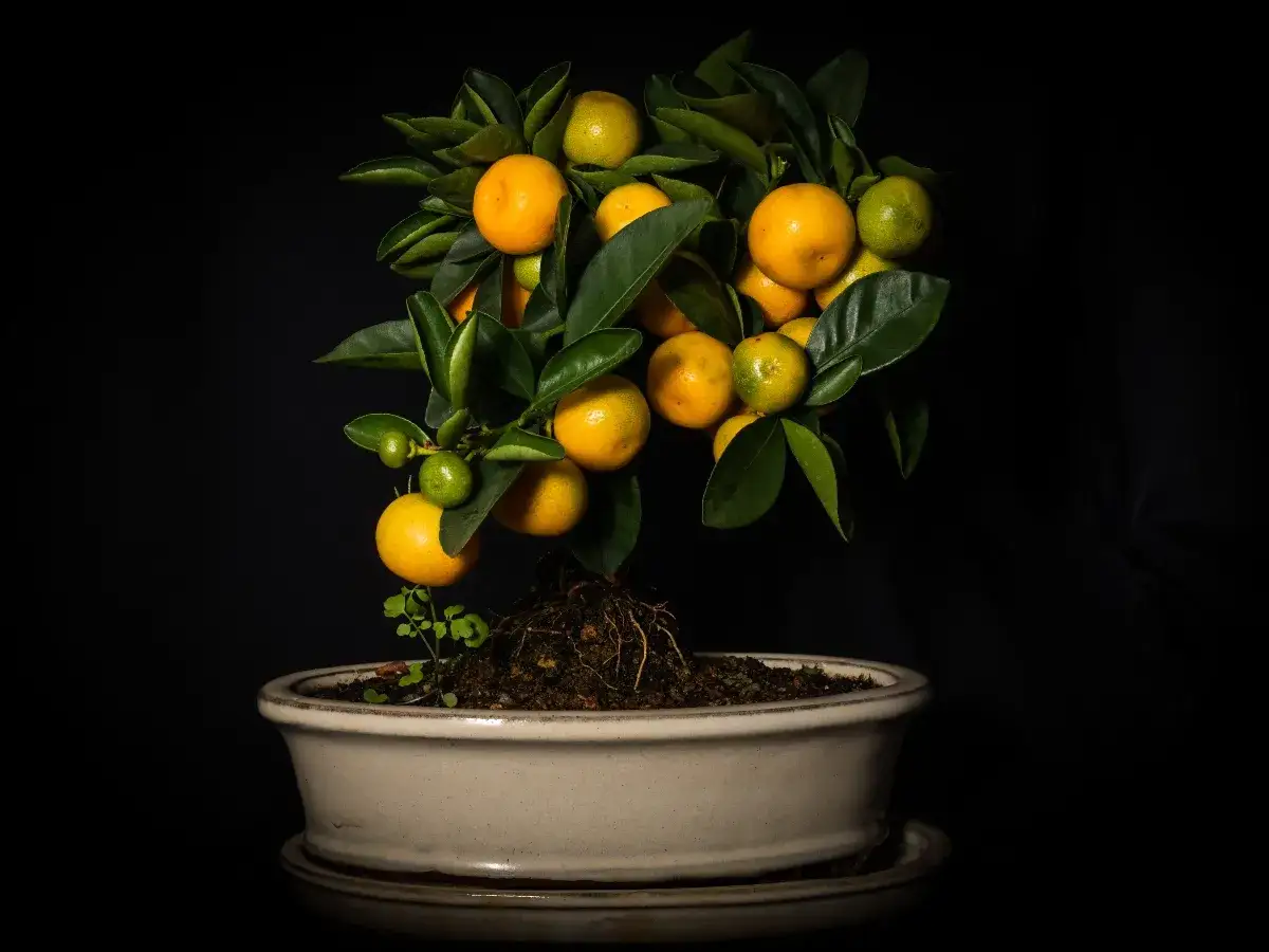 Un bonsai di chinotto, con frutti maturi e acerbi, sembra un simbolo di vita che sboccia, quasi come un chinotto in gravidanza, pronto a donare i suoi frutti.