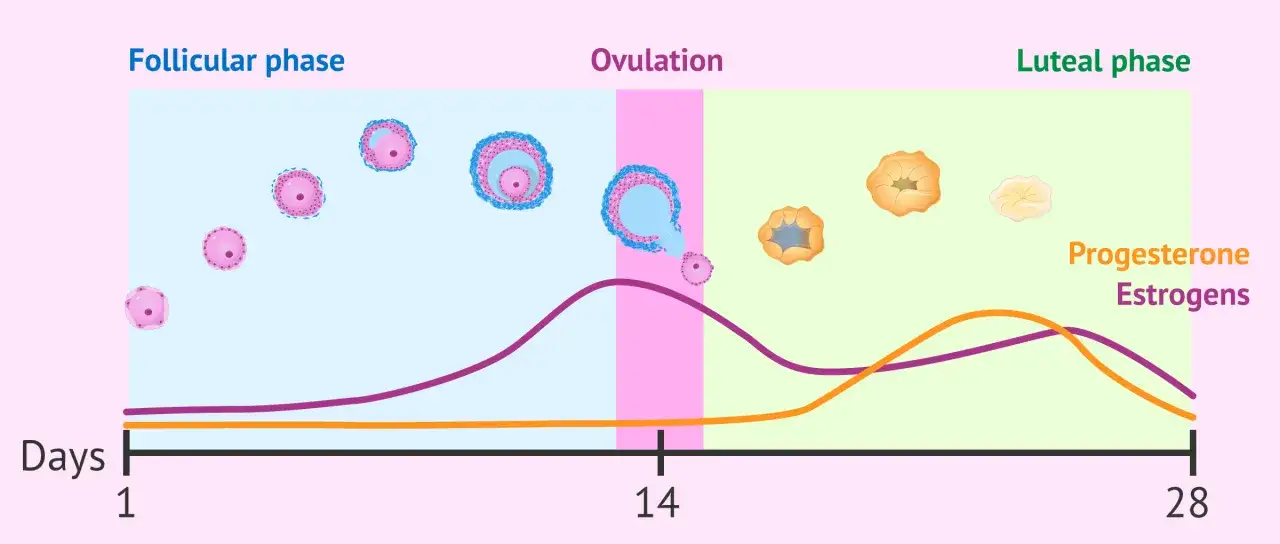 Grafico del ciclo mestruale: fase follicolare, ovulazione e fase luteinica. Il significato della fase luteinica &egrave; legato all'aumento del progesterone.