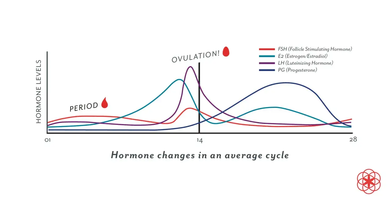 Grafico dei livelli ormonali nel ciclo medio. Il progesterone (PG) aumenta dopo l'ovulazione, fondamentale per il valore progesterone per attecchimento.