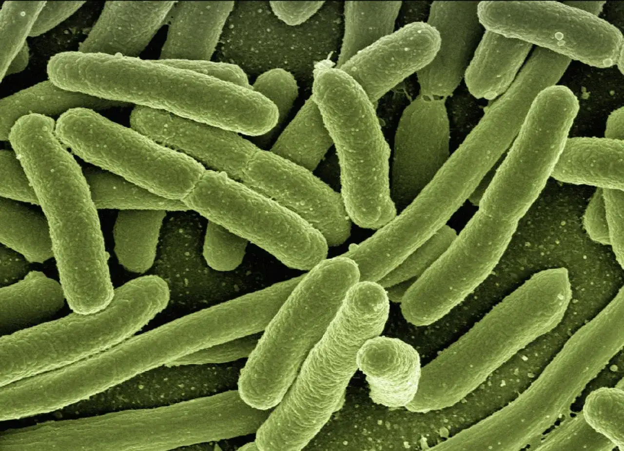 Immagine al microscopio elettronico di batteri escherichia coli, di forma bastoncellare e di colore verde.