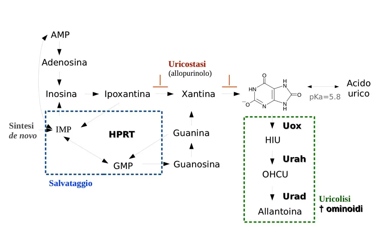 Schema metabolico che mostra come l'allopurinolo (Zyloric) inibisce la xantina ossidasi, riducendo la produzione di acido urico.
