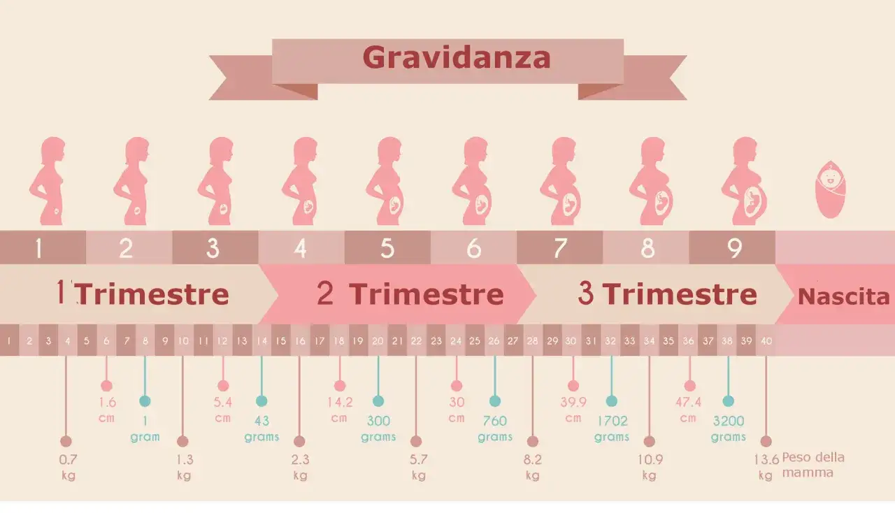 La gravidanza in settimane: 7 mesi sono circa 30 settimane, con crescita del feto e della mamma.