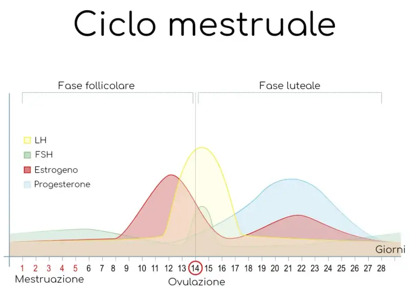 Grafico del ciclo mestruale: il valore del progesterone aumenta dopo l'ovulazione, fondamentale per l'attecchimento.